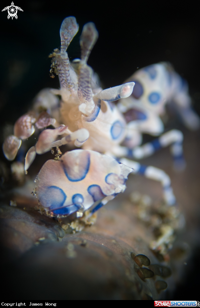 A Harlequin Shrimp
