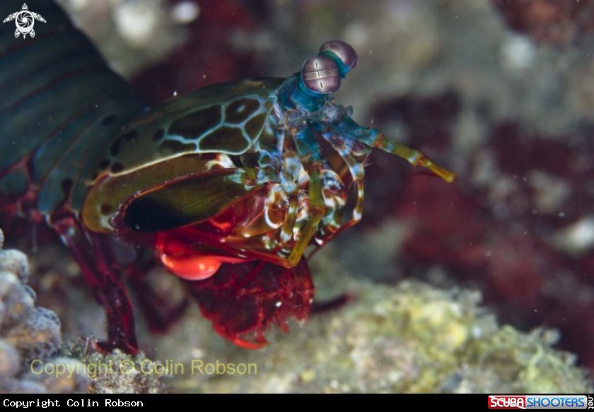 A mantis shrimp