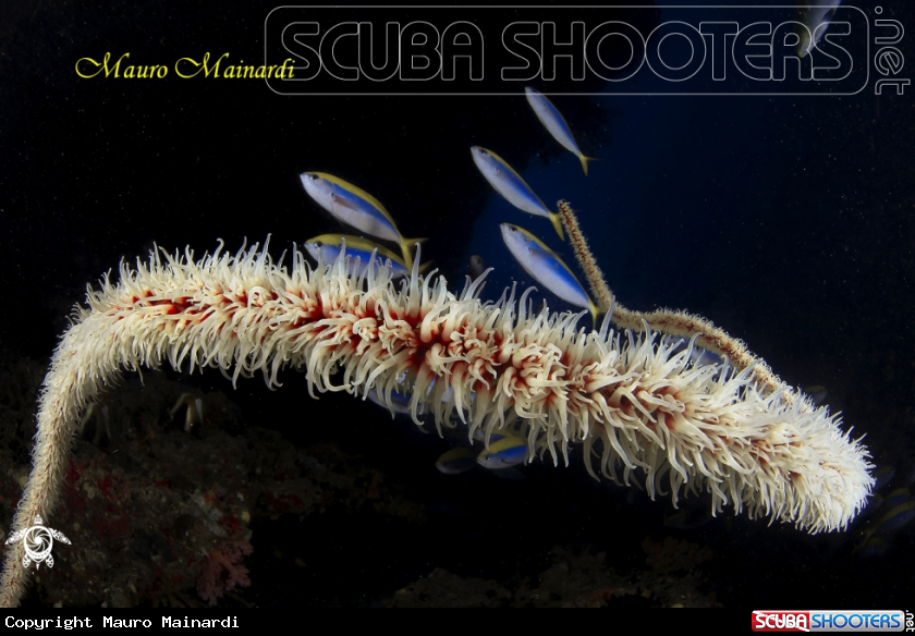 A Whip coral