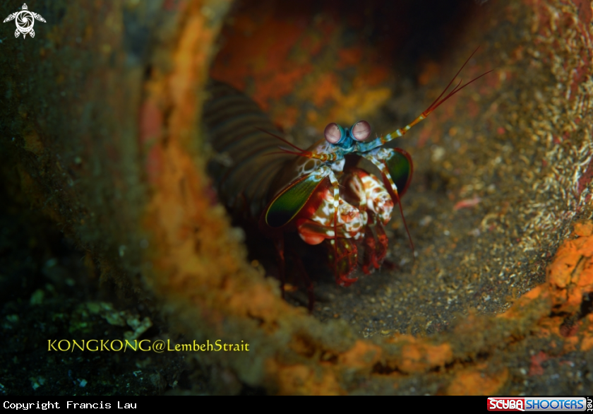 A Peacock Mantis Shrimp