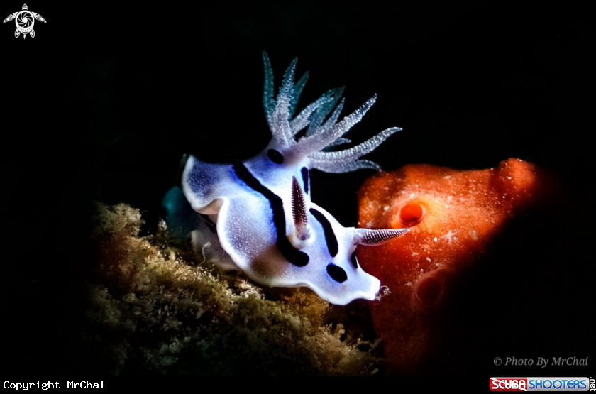 A Willian's chromodoris