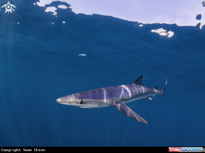 A Blue Shark