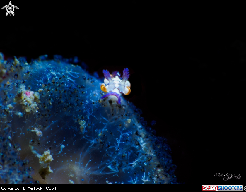 A Nudibranch