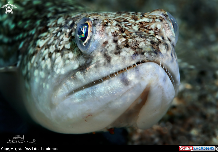 A pesce lucertola (Synodus saurus)
