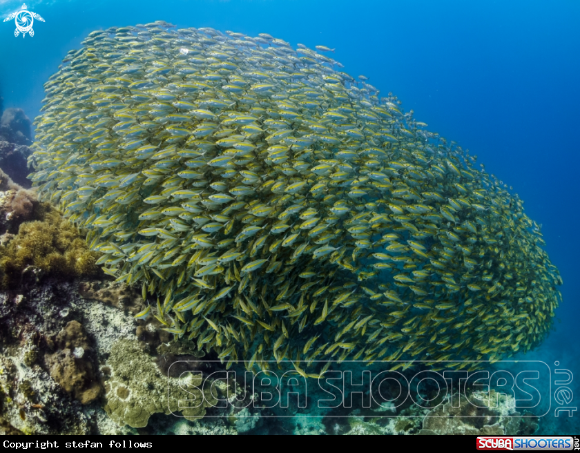 A  Oxeye Scad