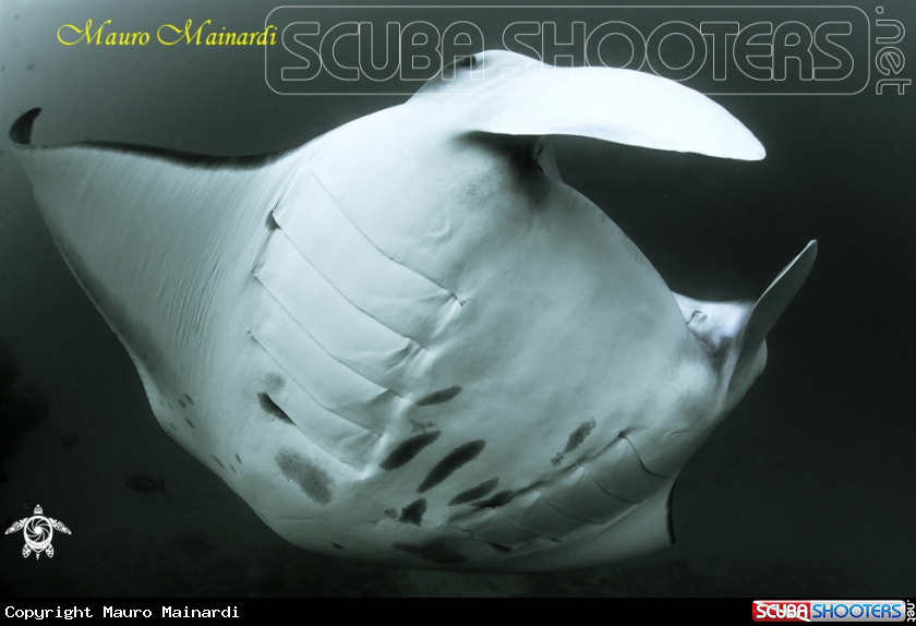 A Manta