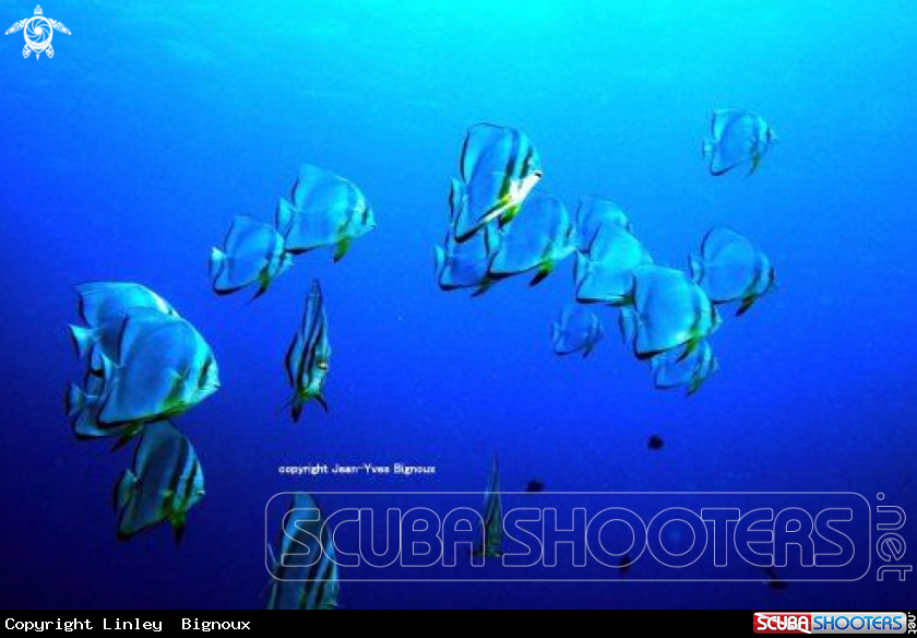 A Angelfish