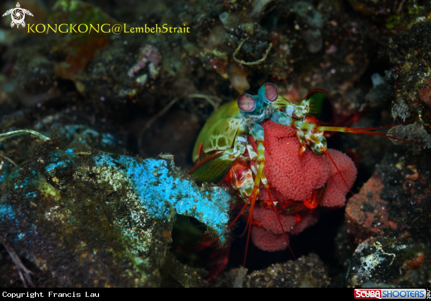 A Peacock Mantis Shrimp