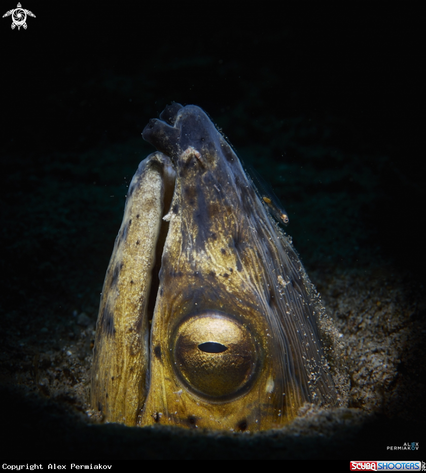 A Snake eel