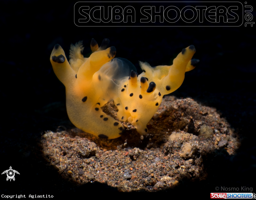 A Thecacera pacifica (Berg, 1883)