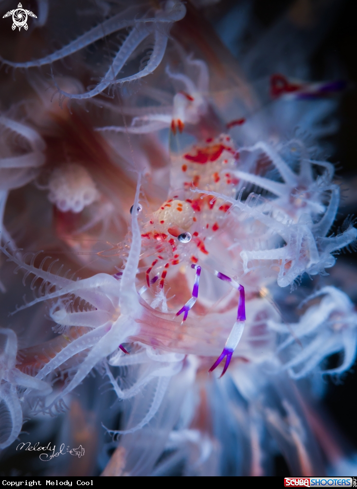 A anemone shrimp 