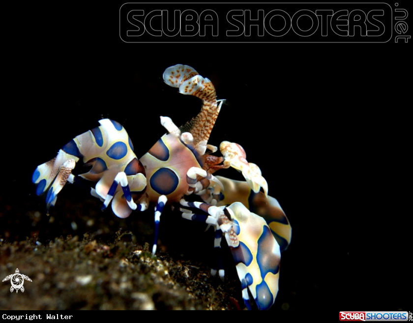 A Harlequin shrimp