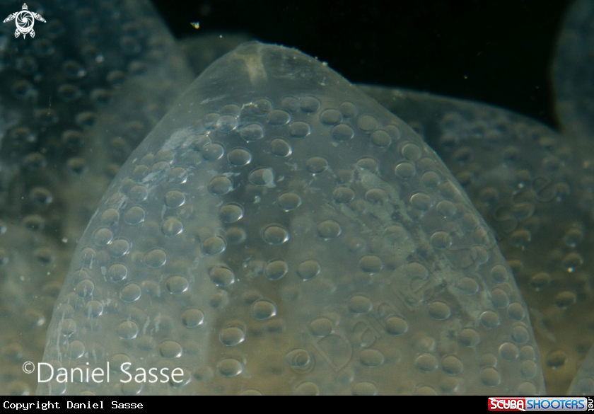 A Cephalopod eggs