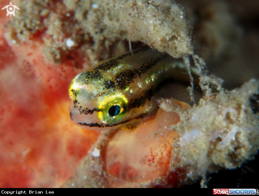 A Clingfish