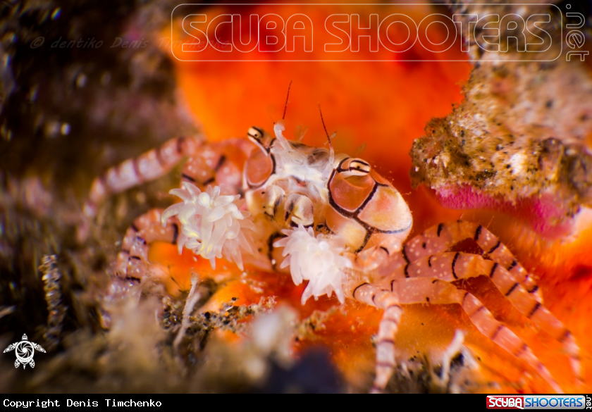A Crab