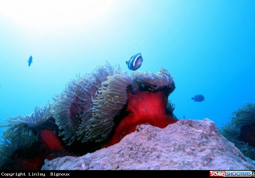 A Clownfish and Anemone ,Pointe d'Esny Mahebourg