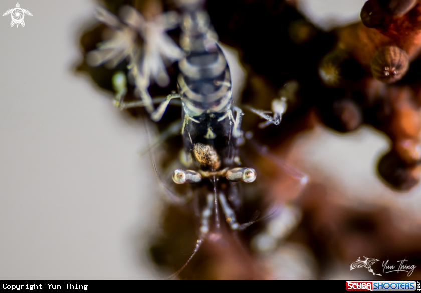 A Commensal Shrimp