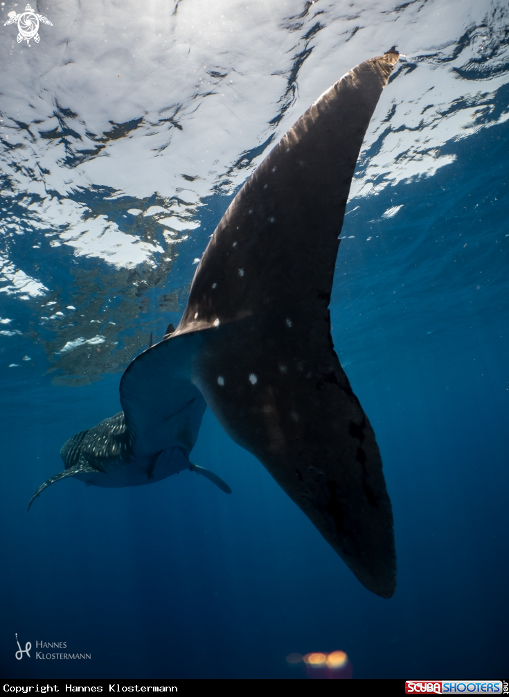 A Whale Shark