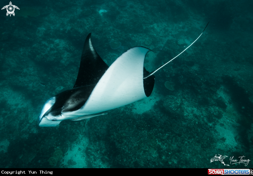 A Manta Ray