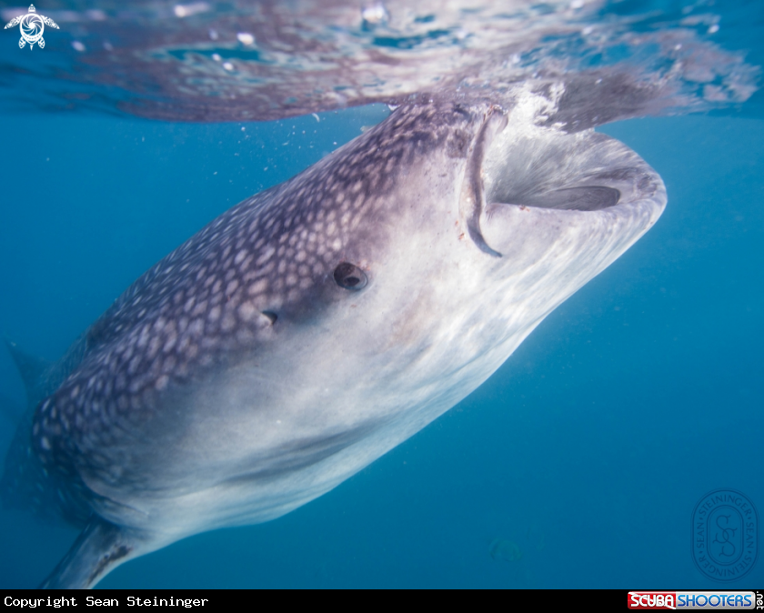 A Whale Shark