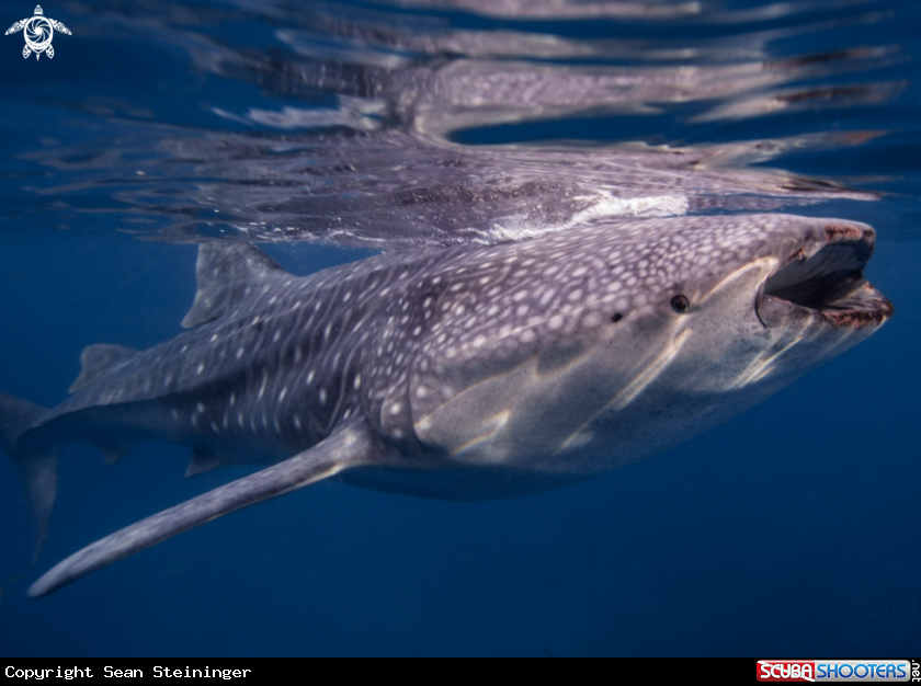 A Whale Shark