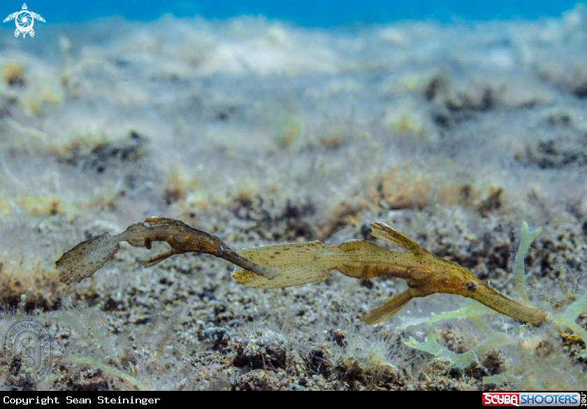 A robust ghost pipefish