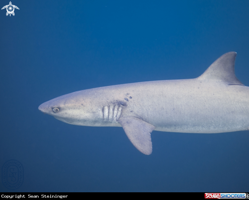 A Whitetip Reef Shark