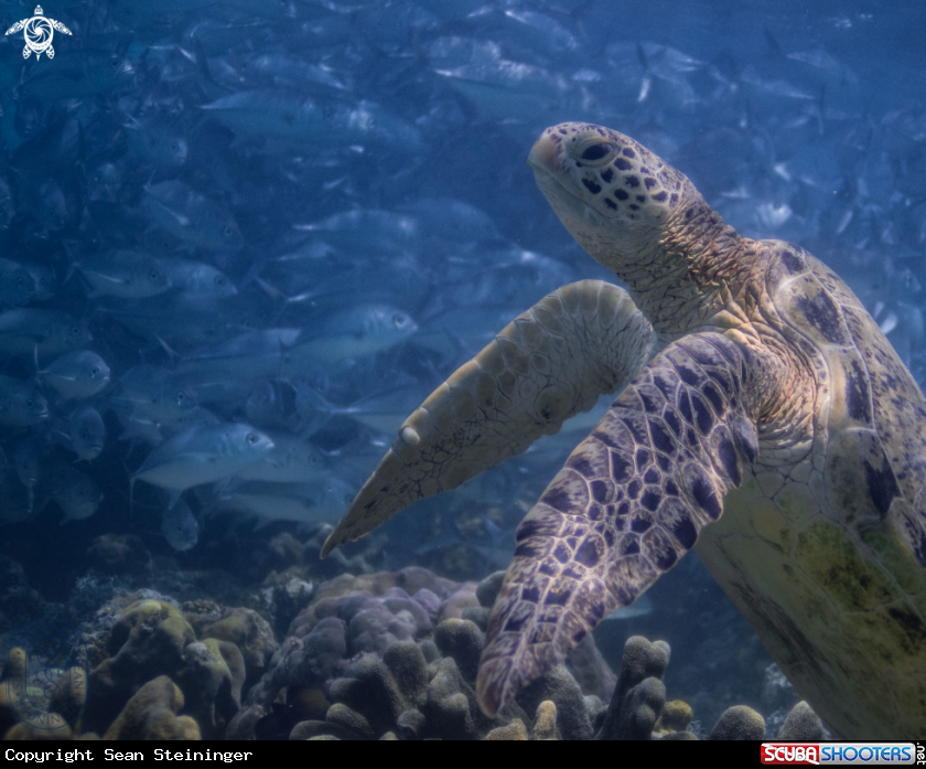 A Green Sea Turtle & Jacks 