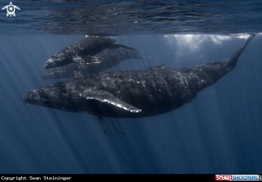 A Humpback Whale