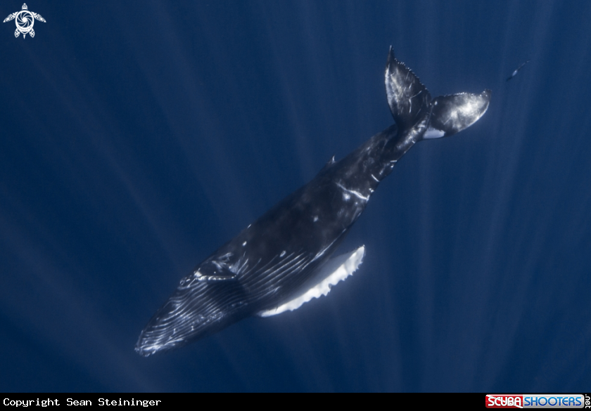 A Humpback Whale Calf