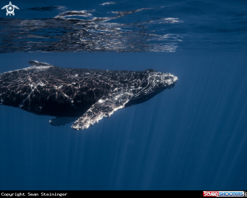 A Humpback Whale