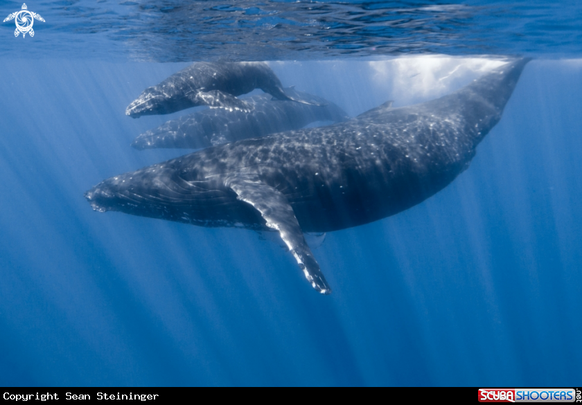 A Humpback Whale