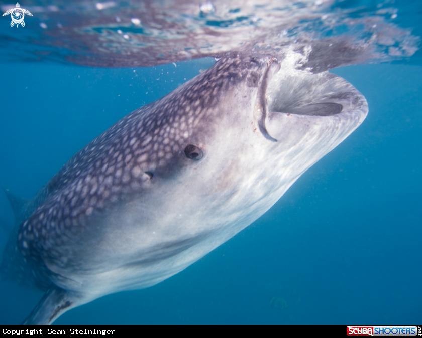 A Whale Shark
