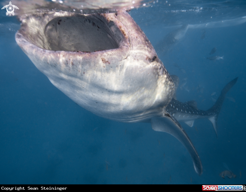 A Whale Shark