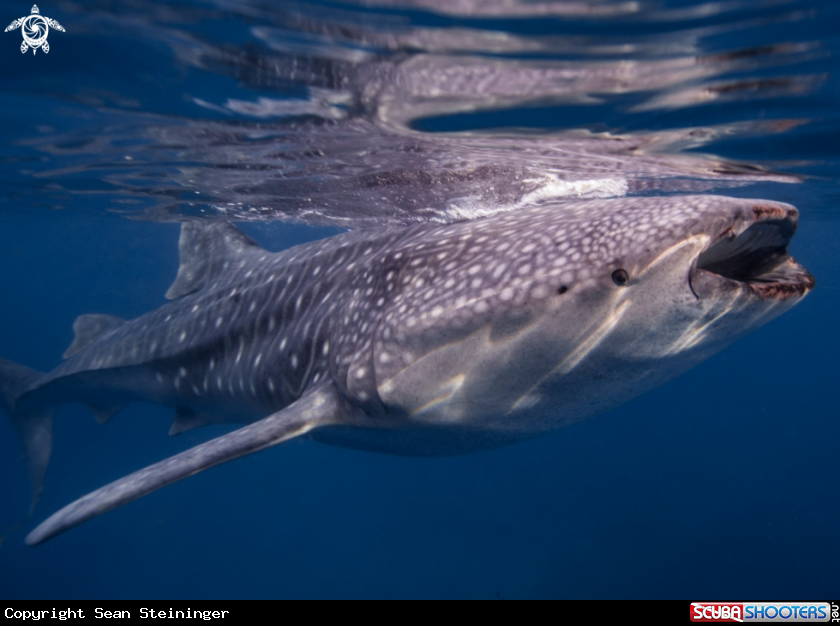 A Whale Shark