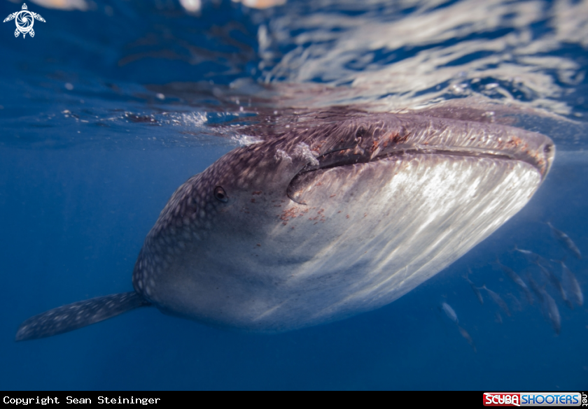 A Whale Shark