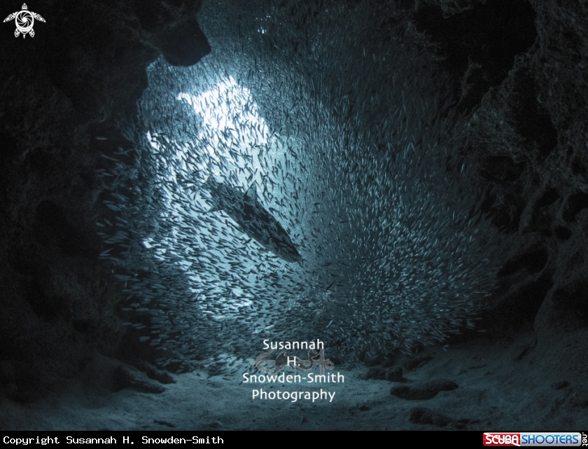 A Silversides