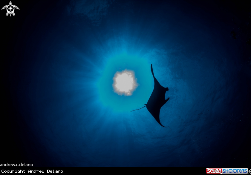 A Manta turns to the Tubbataha sun