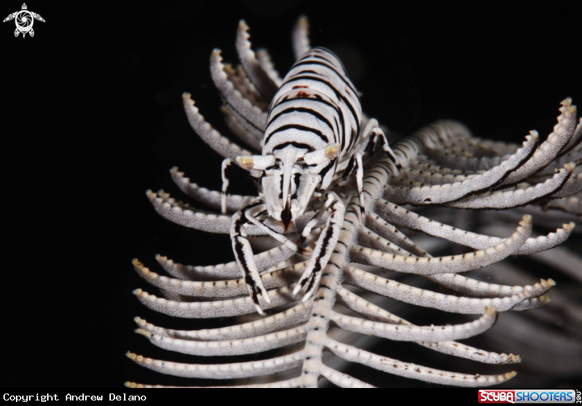 A Crinoid shrimp 