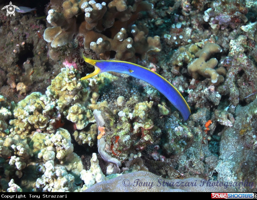 A Blue ribbon eel