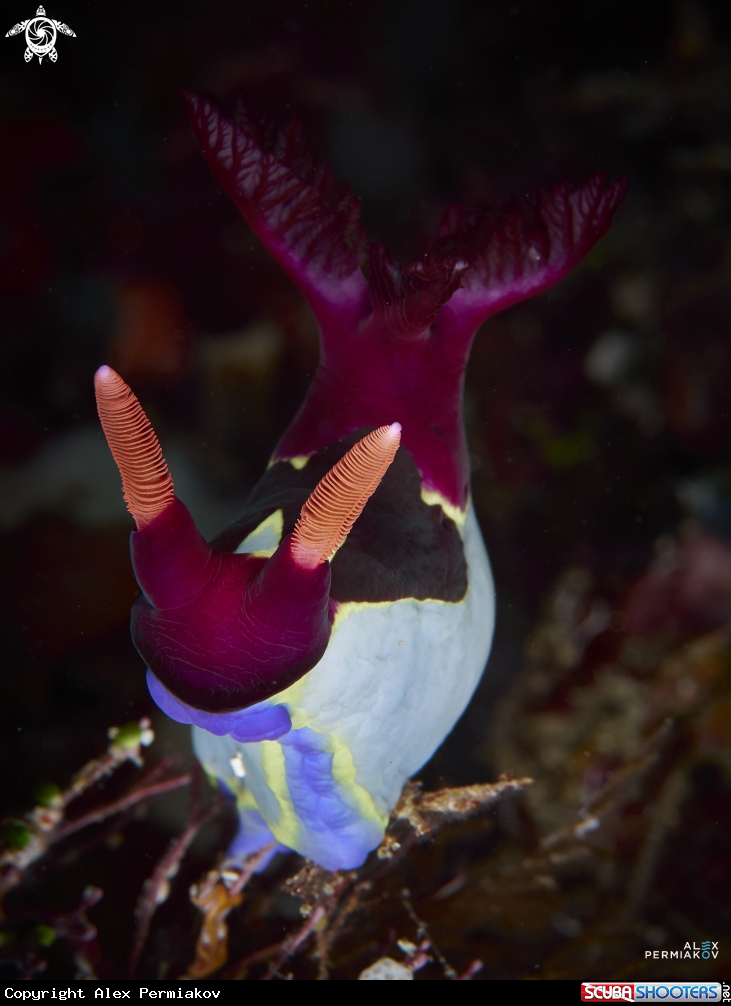 A Nudibranch
