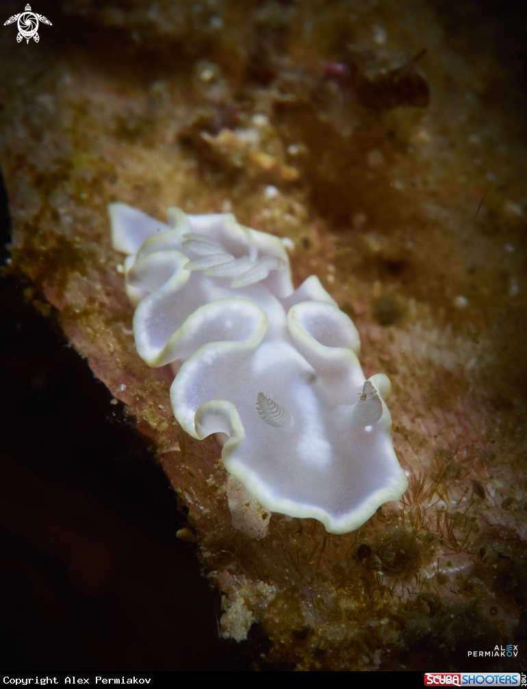 A Nudibranch