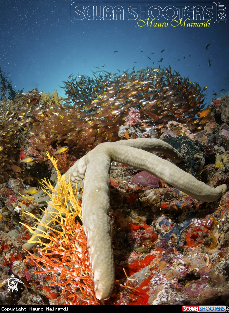 A Seastar and company