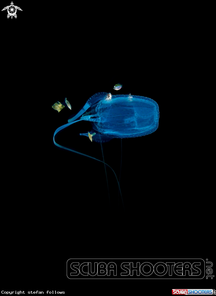 A  Box Jellyfish