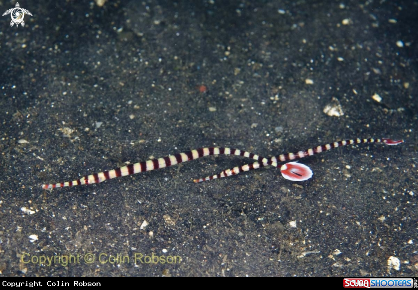 A pipe fish