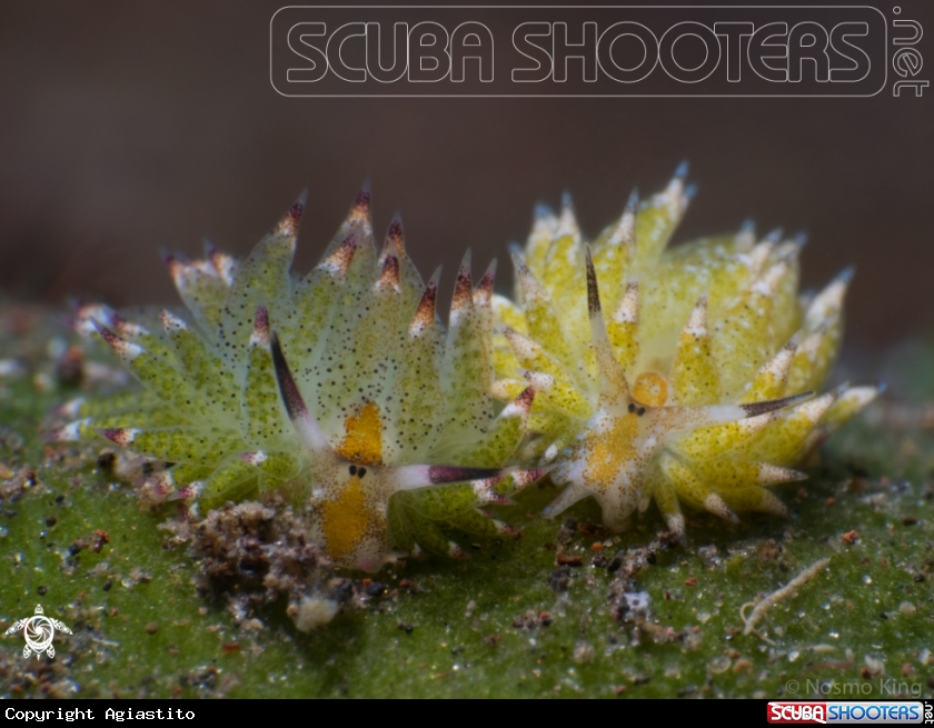 A Shaun the Sheep Nudibranch