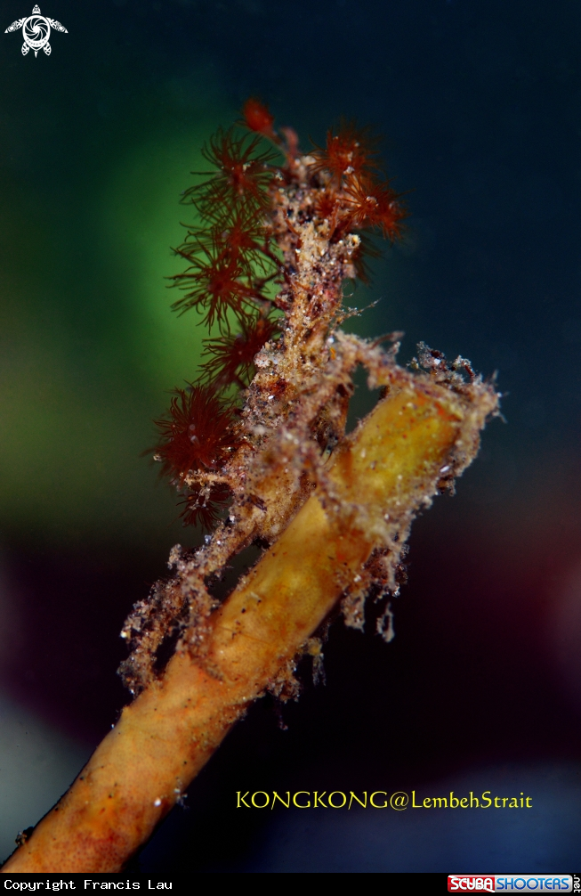 A Decorator Crab