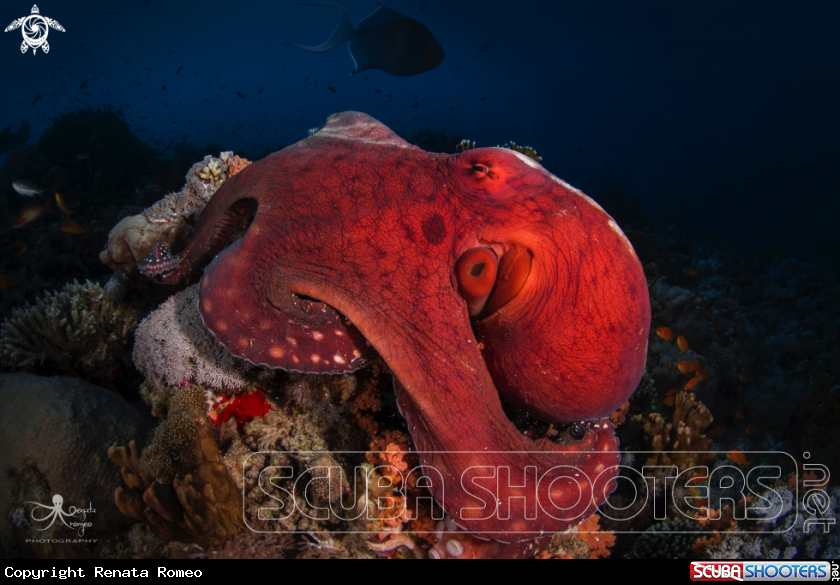 A Octopus