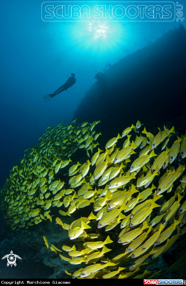 A Blue stripes snappers