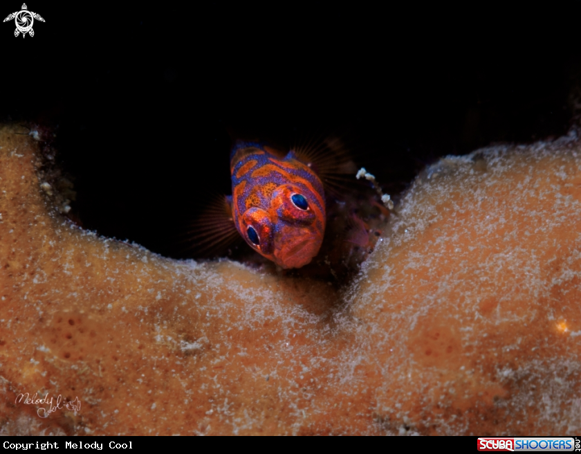 A Goby